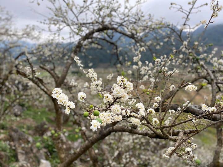 Săn mây Hang Kia